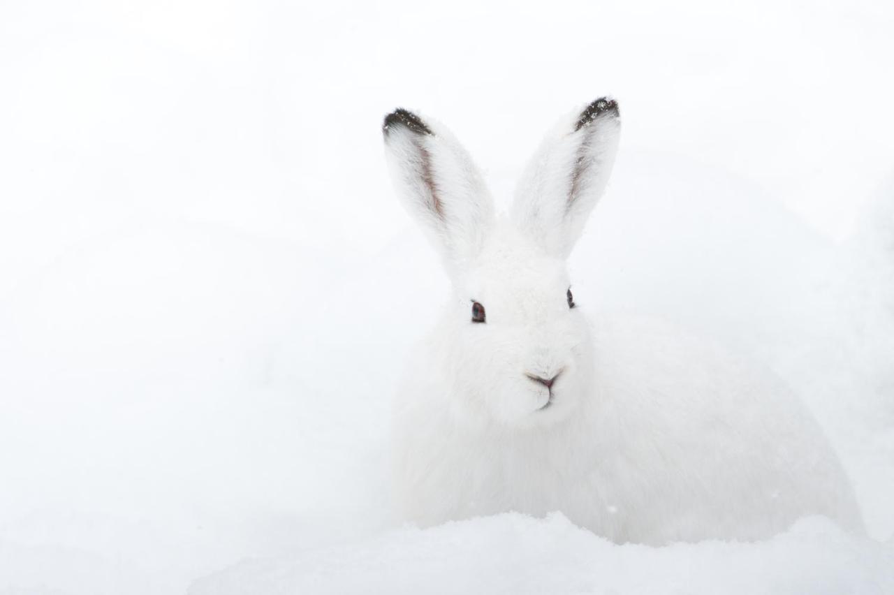 Chalet ?Snow Bunny? Stadl an der Mur Exteriör bild